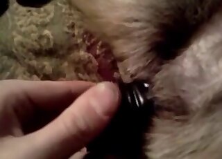 لعبة ديلدو مكثفة ظهرت في مقطع فيديو إباحي لحديقة حيوانات مع حركة محرمة