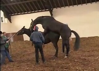 فيلم إباحي لحصان على حصان مع فحل أسود يحفر تلك الفرج