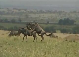 Outdoor fucking tape with some sorta skinny cows that enjoy gape