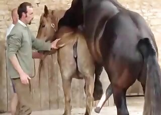 Black stallion is sure to make the brown mare cum in this zoo porno