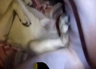 مشهد جنسي عاطفي يصور وحشية الذكور مع كلب مثير