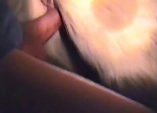 Dude using his penis to fuck a sexy mare in a nighttime zoo video