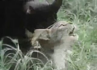 Outdoor sex with black cat and other cat that looks very horny