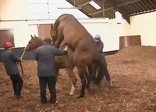 فيديو إباحي للبقرة يُظهر حيوانات مثيرة تتباهى بأجسادها الساخنة