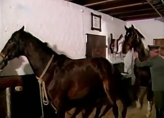 Brown stallion featured heavily in a very arousing zoophile vid