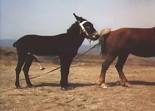 Brown mare is about to get fucked in a passionate porn movie