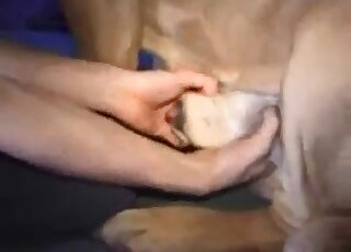 Closeup dog cock pleasuring with a sexy zoophile with sexy hands