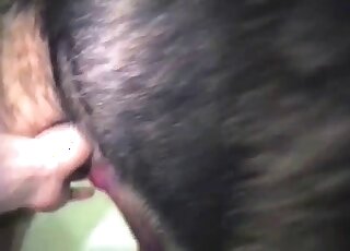 Brown animal with a pretty face enjoys a closeup handjob in a hot vid