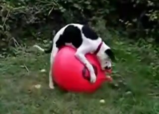 Compilation of animals fucking other animals with passion here