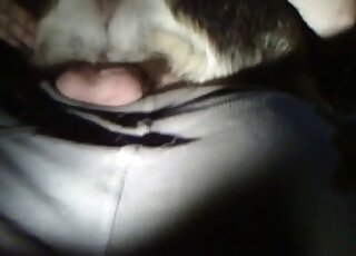 رجل ذو قضيب مشعر يطعن مهبل كلب خاضع على عضوه المنتصب