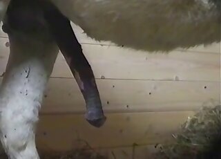 Horse cock grows and shrinks in a voyeuristic bestiality porn movie
