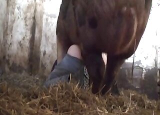 Awesome hidden cam video with a zoophile that fucks a sexy pig